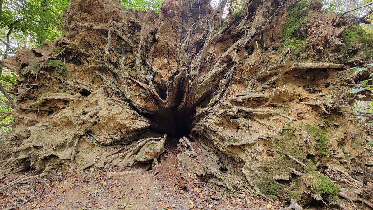 catvet94's tweet photo. #wackywednesday
So, what might be living in this?? 🤔
@keeper_of_books @mathilebrandts @reviewwales @LouDPhillips @Mindlessrobot37 @arborsmarty #congareenp https://t.co/fe4gQ2nUXT