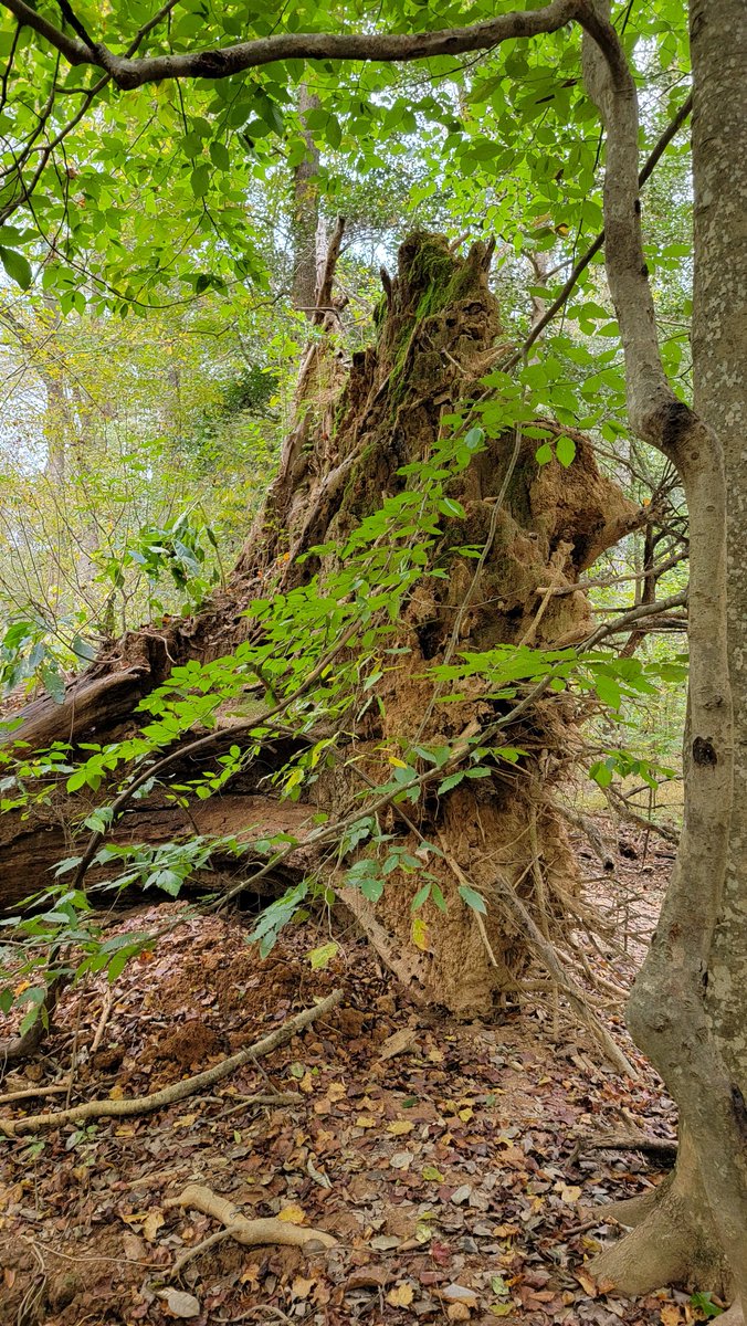 catvet94's tweet photo. #wackywednesday
So, what might be living in this?? 🤔
@keeper_of_books @mathilebrandts @reviewwales @LouDPhillips @Mindlessrobot37 @arborsmarty #congareenp https://t.co/fe4gQ2nUXT