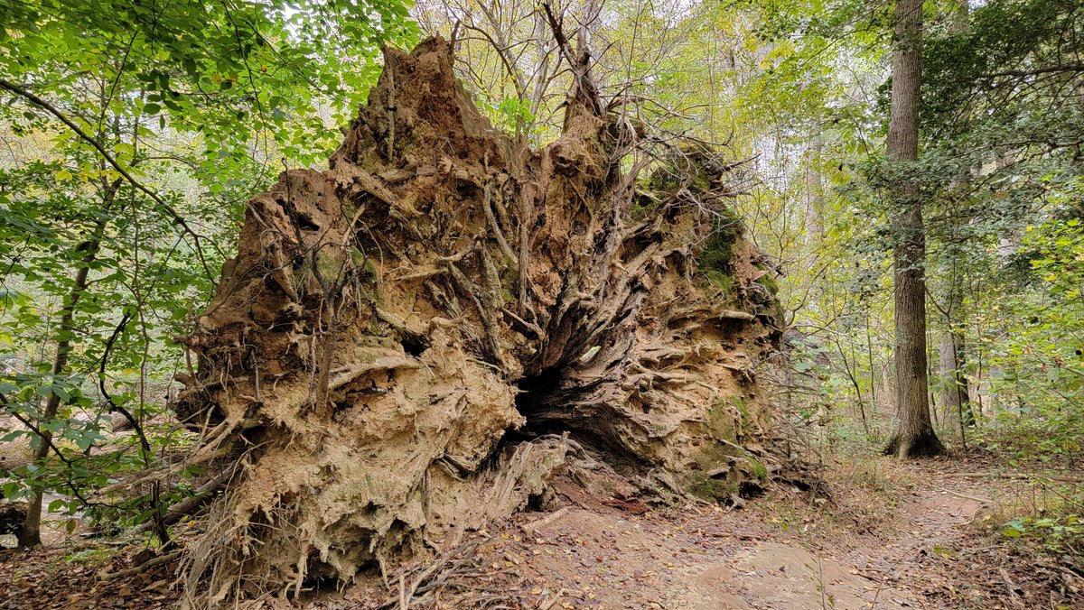 catvet94's tweet photo. #wackywednesday
So, what might be living in this?? 🤔
@keeper_of_books @mathilebrandts @reviewwales @LouDPhillips @Mindlessrobot37 @arborsmarty #congareenp https://t.co/fe4gQ2nUXT