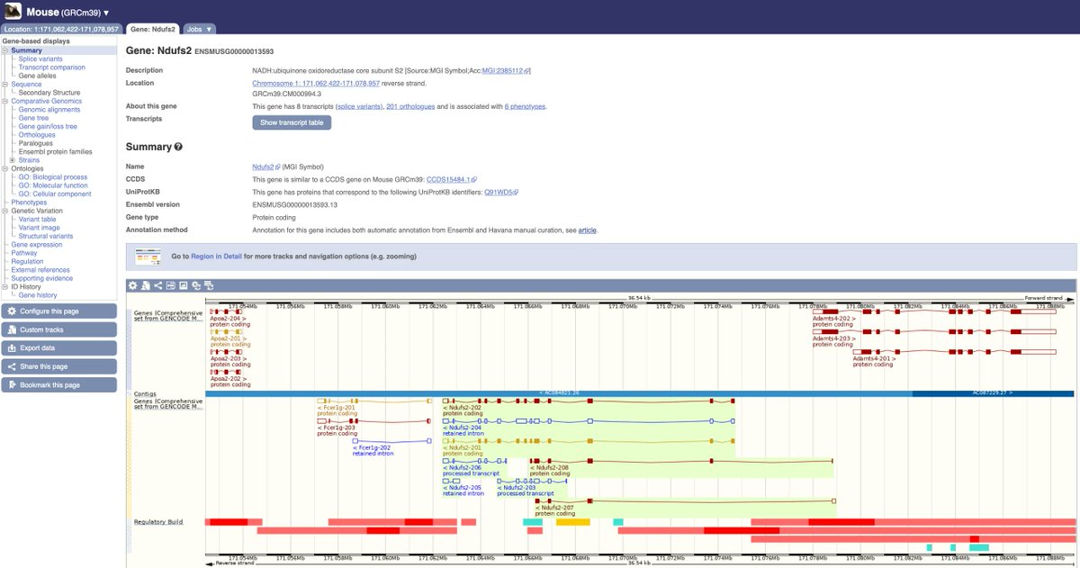 ensembl's tweet photo. For our #Geneoftheweek we introduce 🐭 Mouse Ndufs2. It encodes a complex I subunit called NDUFS2 in neurons that produce dopamine. Mice lacking NDUFS2 show neurodegeneration, and provide a model of Parkinson’s disease. More info on @Ensembl gene tab https://t.co/TpVj3tfXDJ https://t.co/SDSNYWZp2y
