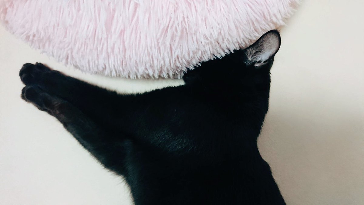 dancer_layla's tweet photo. 私の愛する可愛い家族💕
保護猫のルナちゃん🐈‍⬛
じわじわ人気者ですが写真が苦手なのです。免疫がまだちょっと弱いけど
やっとなれてきた様子💜
全ての行動が愛おしい。
幸せをありがとう。ずっとそばにいてね https://t.co/Y1TPUbfBwn
