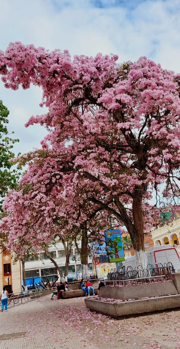 MagazinRegion's tweet photo. Los #ocobos son árboles originarios del trópico americano, con unas quince especies, varias de ellas nativas de Colombia. Estas hermosas imágenes son del municipio de #Cáqueza @CaquezaAlcaldia https://t.co/gqdY2Gt74X