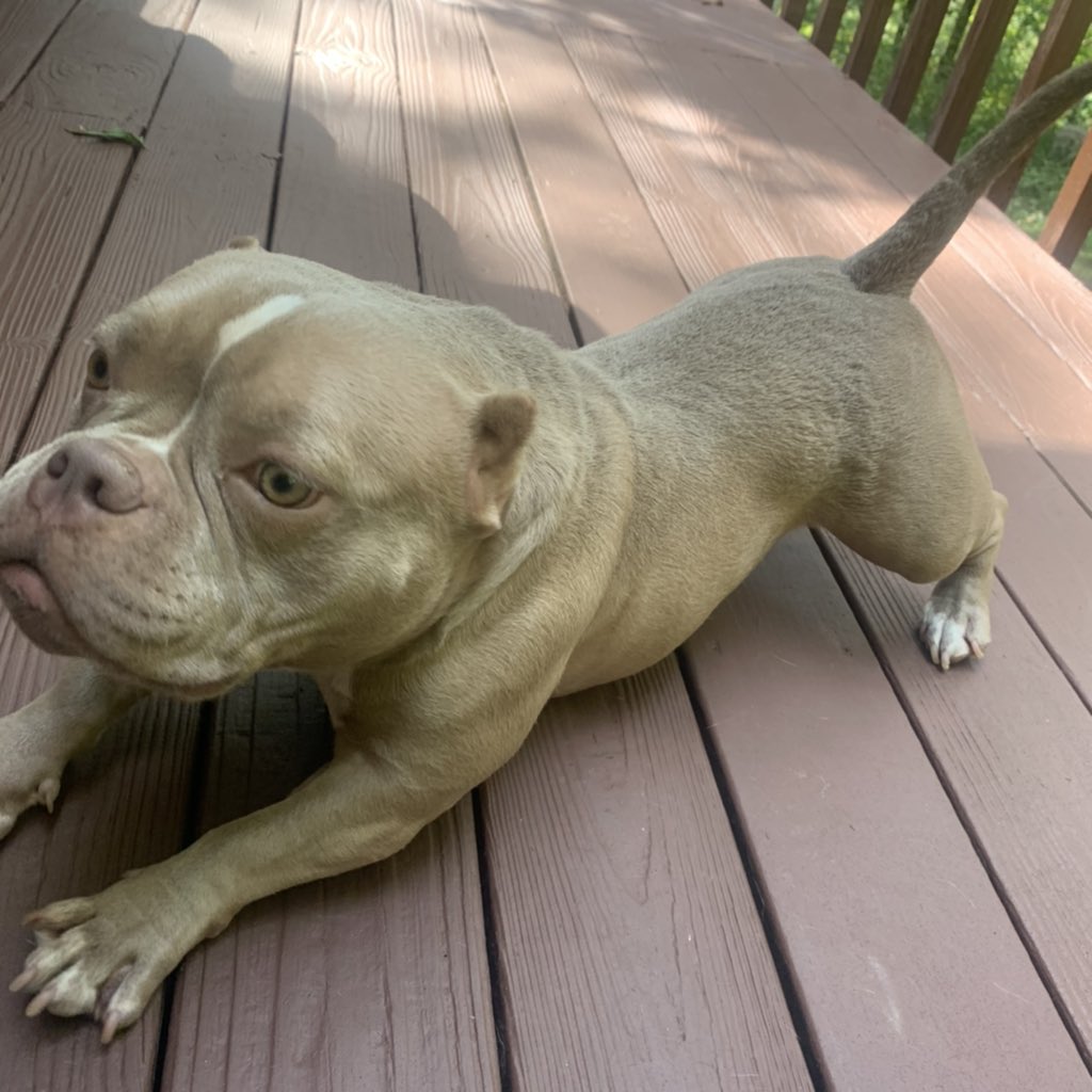 KarryKassi's tweet image. I think they used Pig as a model #microbully