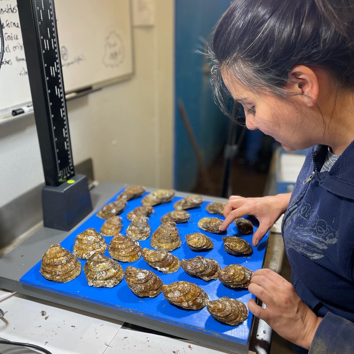 Labo Bernatchez tweet media