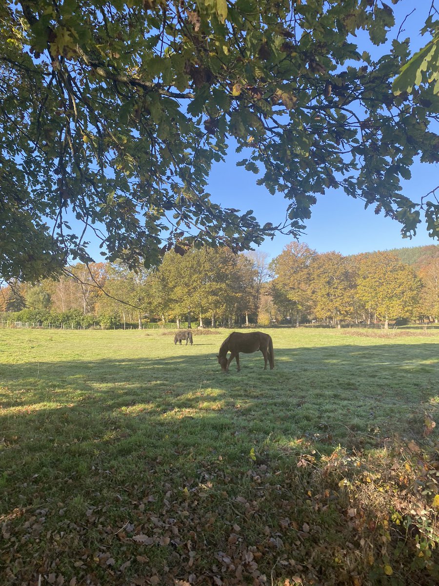 AurelieRheumo's tweet photo. #RheumTwitter I am curious to hear your opinion: Do these guys qualify for #PetsofACR? #ACR21 #Rheumpix @RheumNow https://t.co/pn9ZsMv8D6