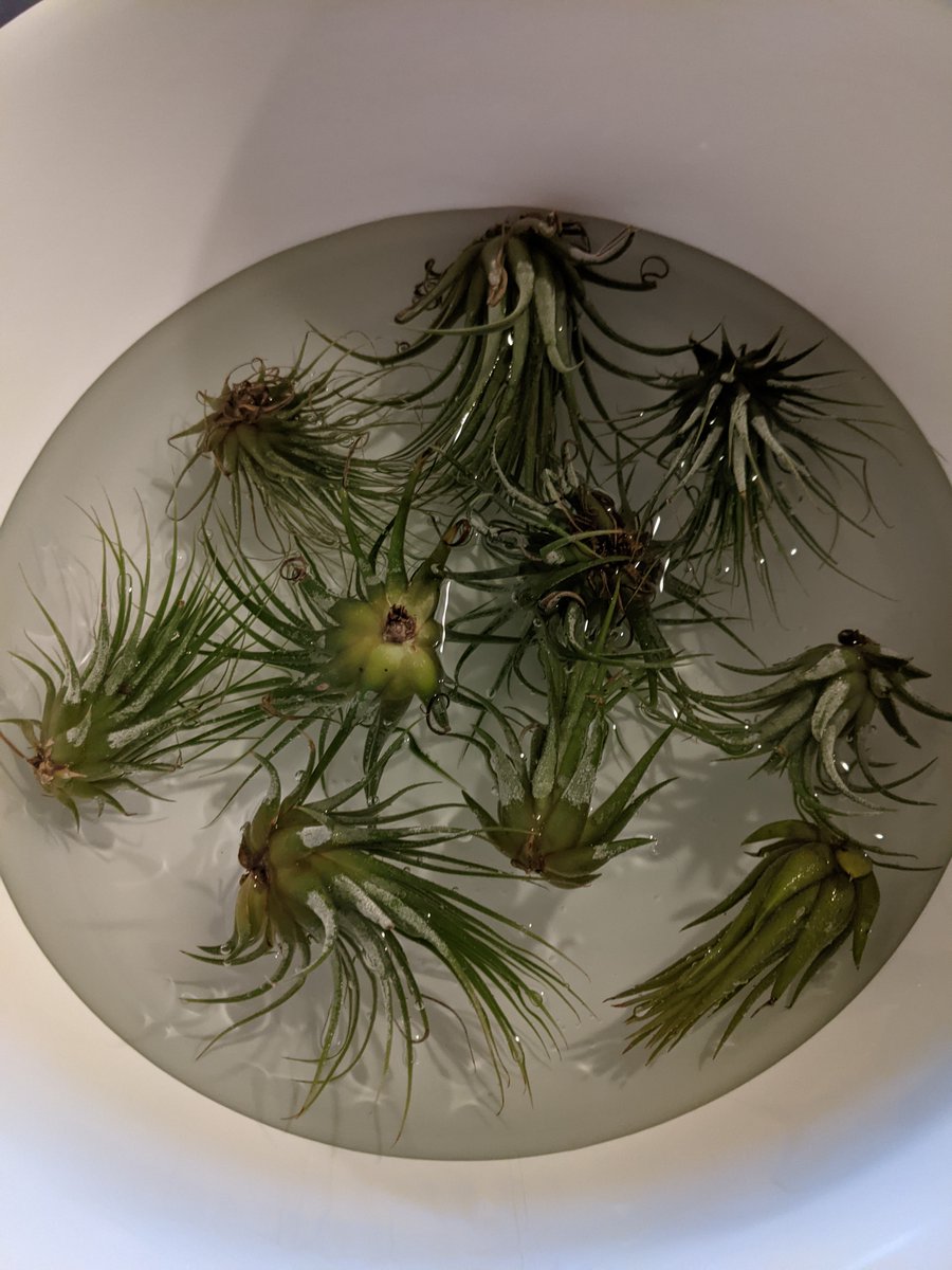 HobbyistPlant's tweet photo. I is for Ionantha better known as Air Plant! #AlphabettyBlooms https://t.co/ARB3OSdsB7