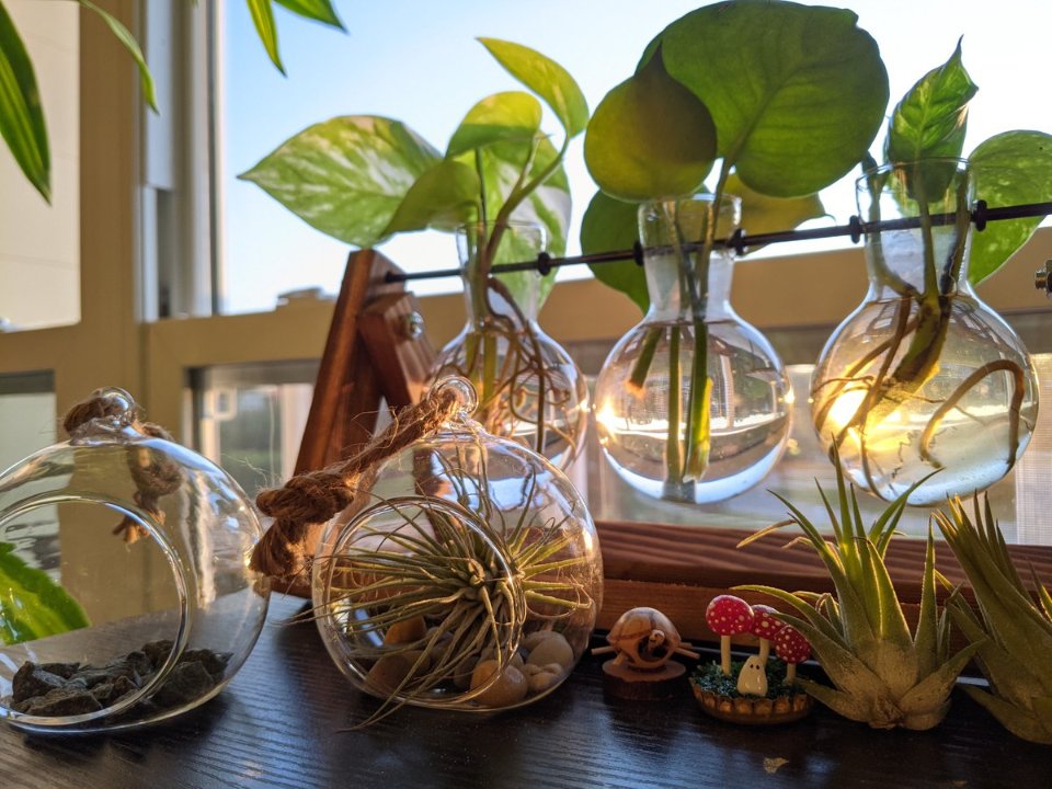 HobbyistPlant's tweet photo. I is for Ionantha better known as Air Plant! #AlphabettyBlooms https://t.co/ARB3OSdsB7