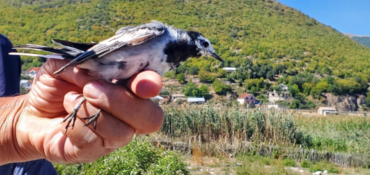 PPNEA's tweet photo. The autumnal #Birdbandingcamps, organised during September and October in #PrespaNationalPark, successfully concluded the bird ringing for 2021, as a new method to study the birds of this area.🐦
@EuroNaturORG  @BirdsAlbania 
#prespanet #PONT 
Find more 👇
https://t.co/hVxvOFDSQj https://t.co/3P6pMKkYG9