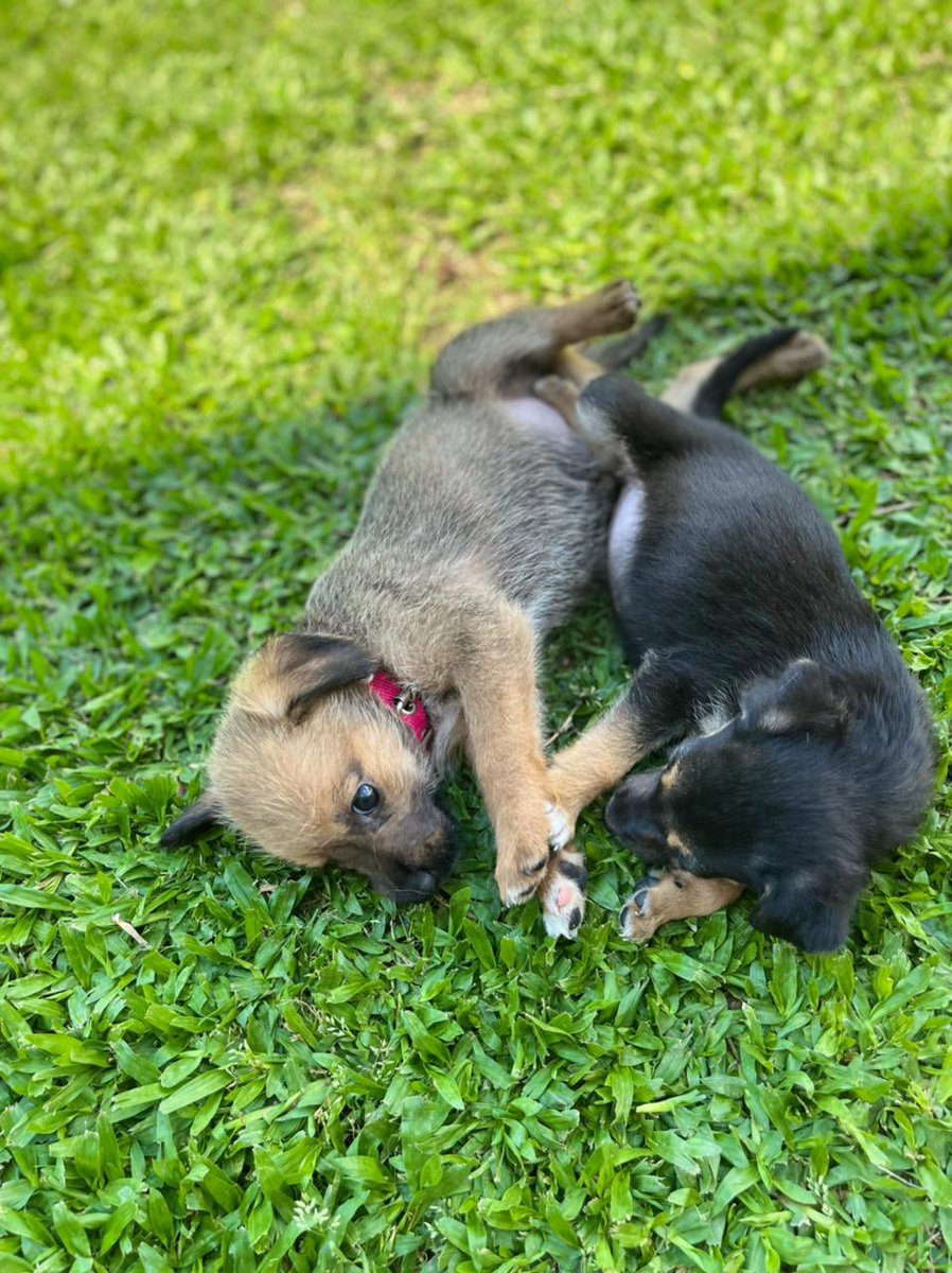 Estas dos hembritas buscan una 🏠. Están desparasitadas y con sus vacunas puestas. Comunicarse al num: 3816311400 
Si pueden ayudar con un RT y compartiendo🙏🏻