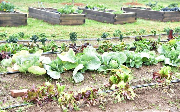 USDA_FNA's tweet photo. #DYK: Tribal communities are growing gardens of all forms from medicinal gardens and small community gardens to larger food production gardens to school gardens! https://t.co/tLdF42QMDs #NAHM https://t.co/UQjznkTCes