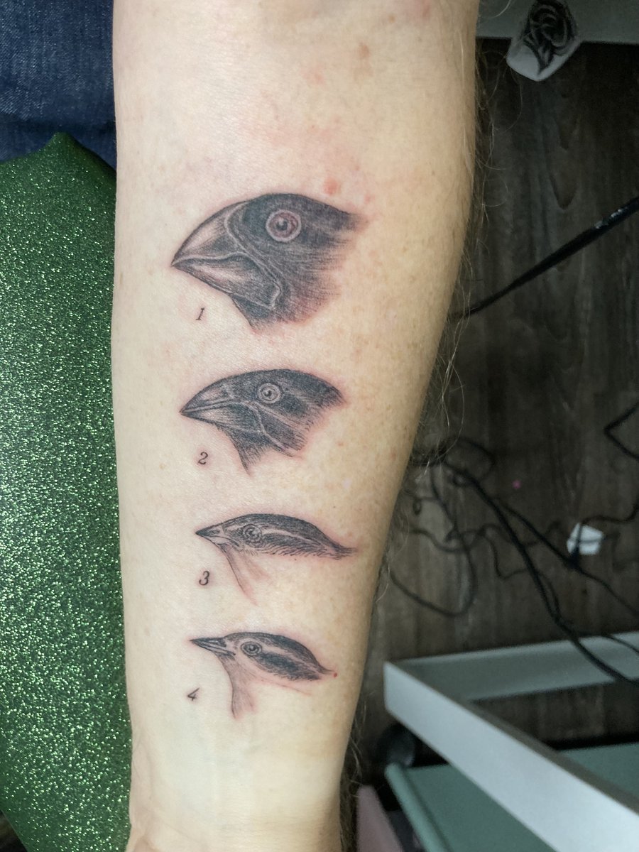 Left forearm now rocking a tattoo of Darwin’s finches! #scienceink #sciencetattoo #ornithology #Darwin