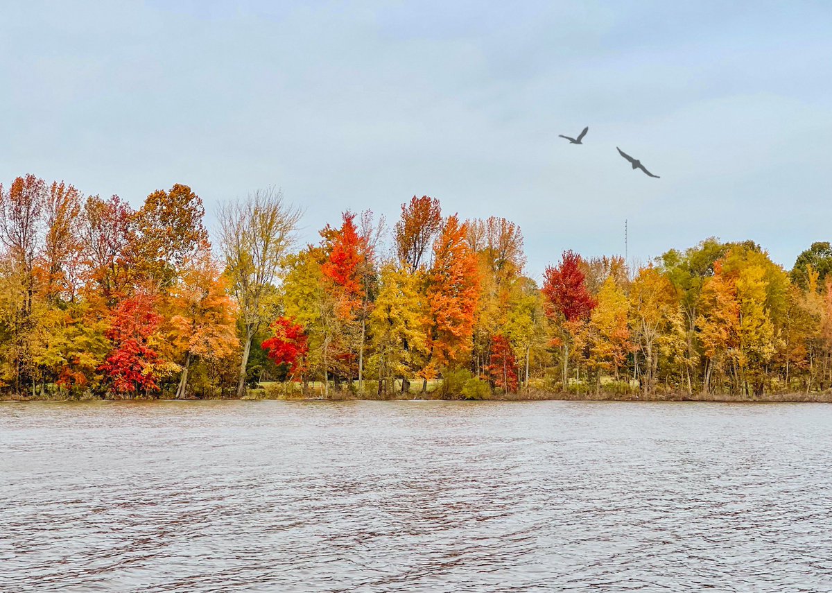 MaureenCBerry's tweet image. More fall vibes at the arboretum.

#DistressedFX