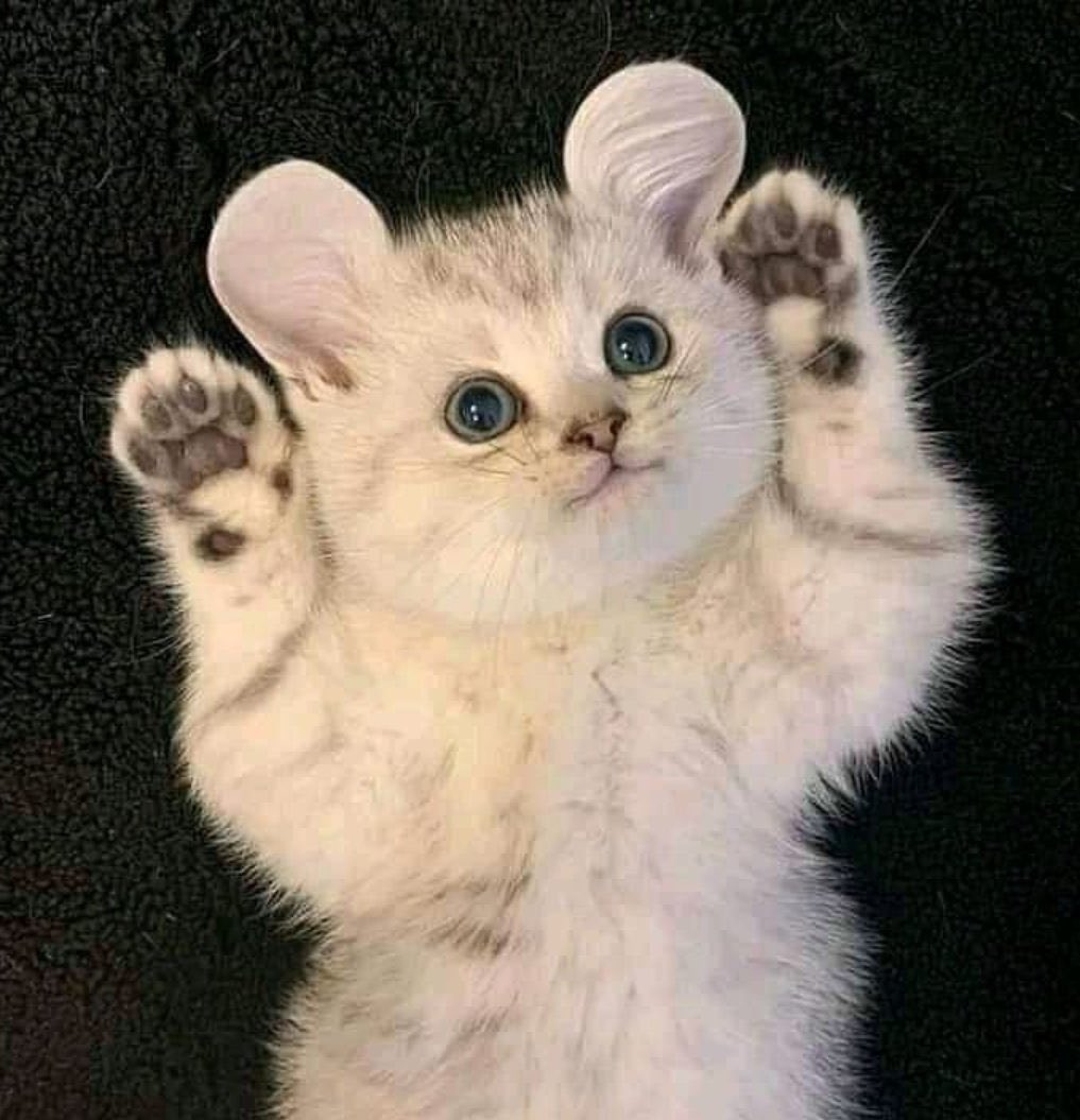 Obsessed with cats (@catssobsessed) on Twitter photo 