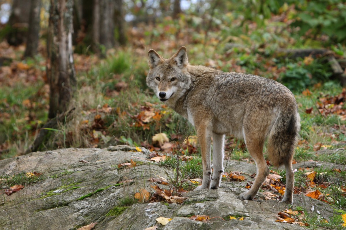 NYCParks's tweet photo. Trying to get away from your family this holiday season? You're not alone. Young coyotes begin to disperse from their families around this time each year. As they venture out, you may be more likely to spot one. Please observe them from a distance and never offer them food. https://t.co/qo2wLL6XeC