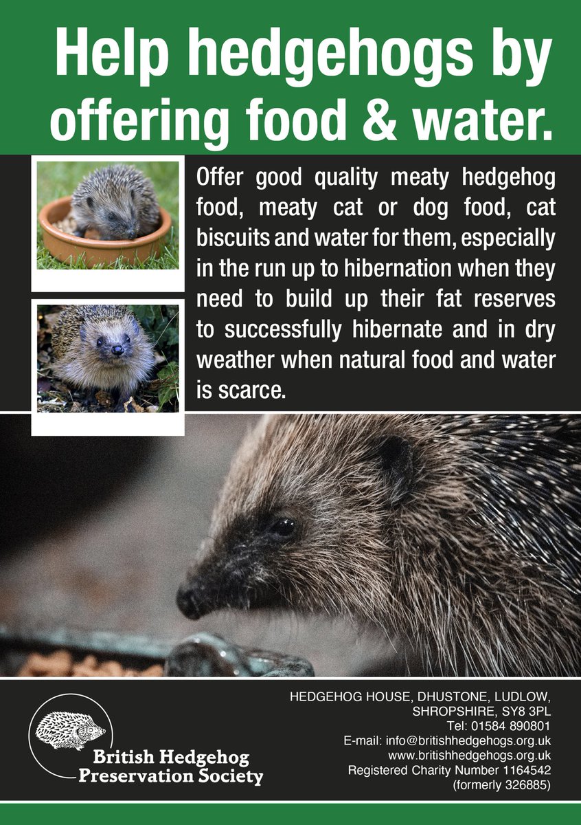 Please do continue to offer food and water for hedgehogs as they build up for hibernation 🦔