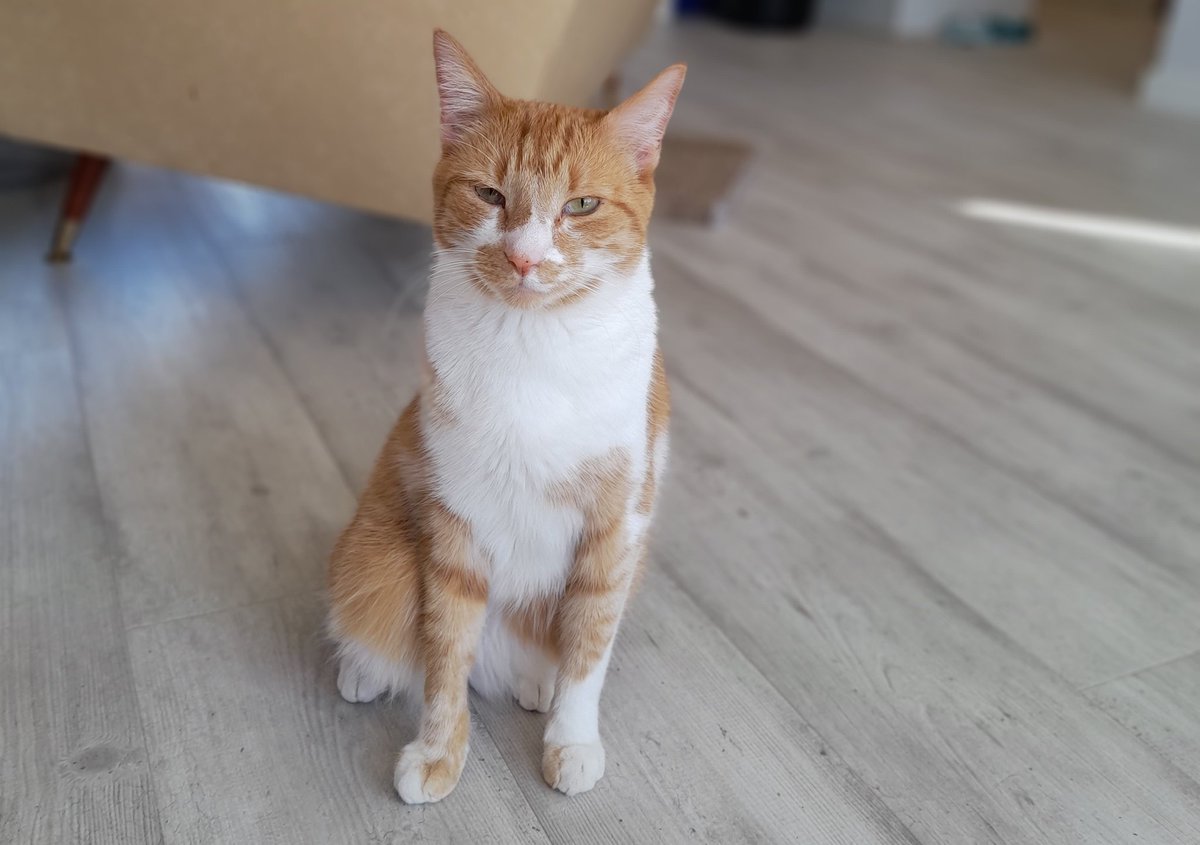 RougeLikeGirl's tweet image. Hey Welly peeps looking for my boy Mjolnir in the Kilbirnie area. He's a scared indoor cat, please call 022 353 4194 if you see him.