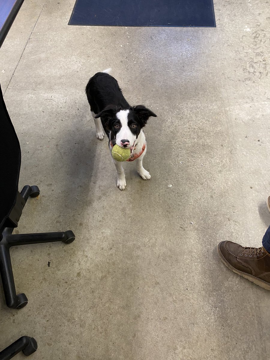 cps_BG's tweet photo. We have a new employee in B&amp;G!  Her name is Harper and in the spring she will be ready to keep the athletic fields clear of geese https://t.co/iKEHI5PRWq