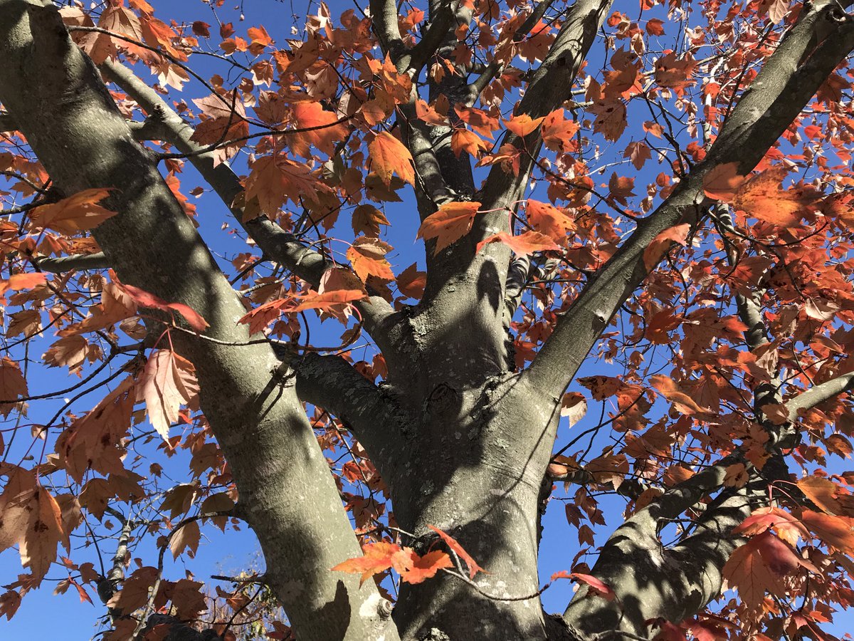 drdogtree's tweet image. Fall color:fall sunshine!