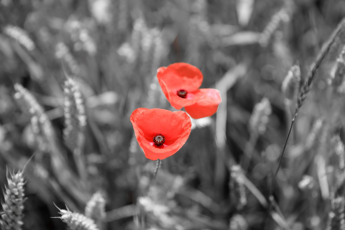 CMSHospitality's tweet photo. Today is Remembrance Day. May we remember and honour those who fought and died for our country. ​Lest we forget.​ #RememberanceDay #LestWeForget https://t.co/cHB2YJ75xC