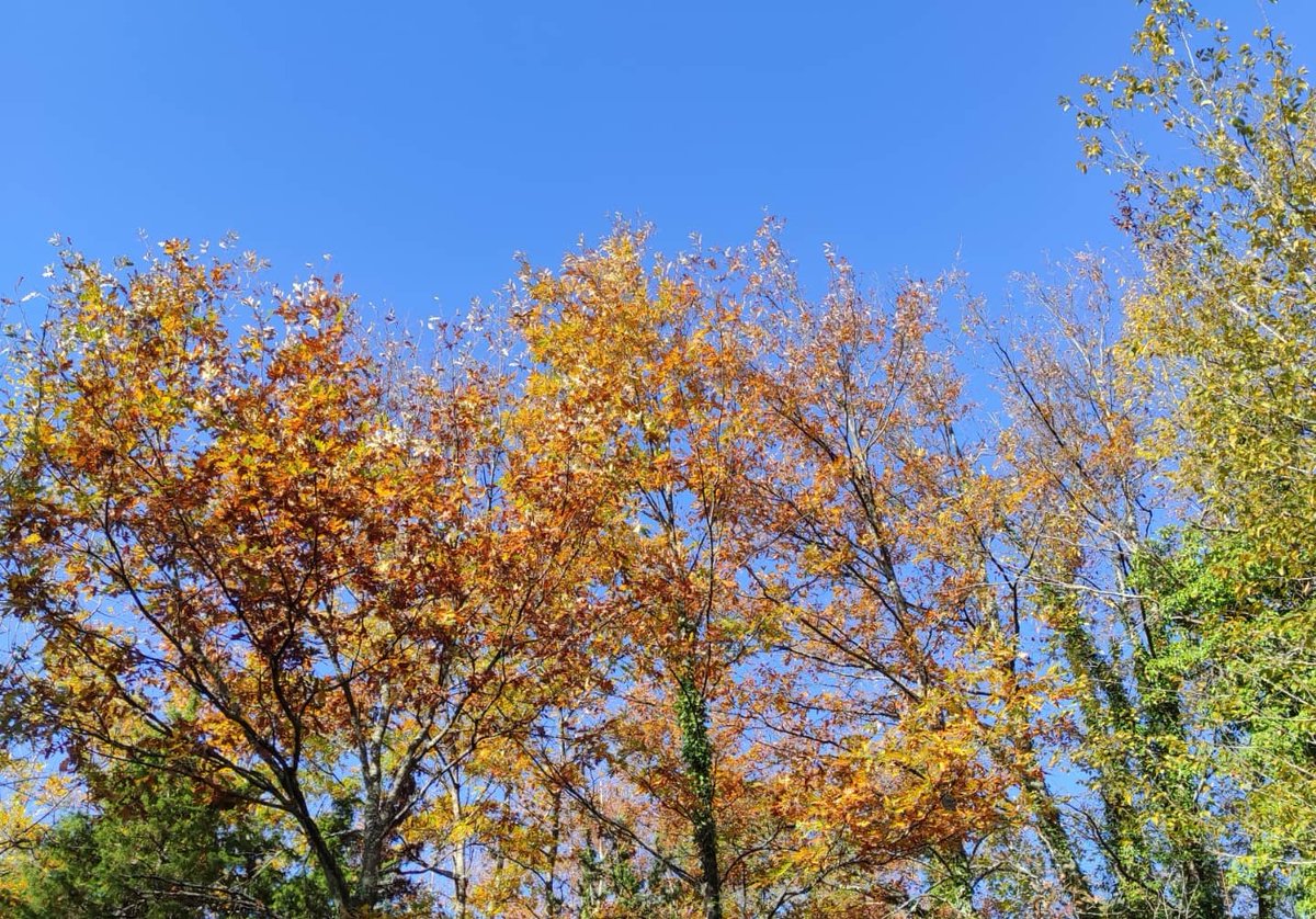 AlcatrazGubbio's tweet photo. È ufficiale, siamo in #autunno. 
Venite a scoprire il #bosco di Alcatraz e la #natura incontaminata dell'#Umbria. Vi aspettiamo! https://t.co/1lwlooaah4