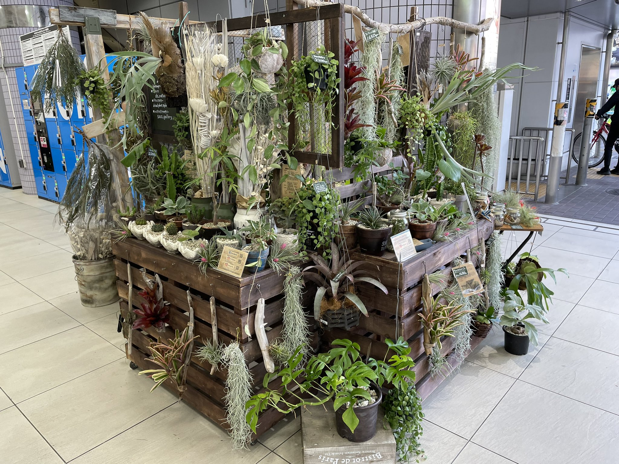 Style Du Nature Jr大船駅lumine Wing大船1階エスカレーター下販売は地権者様の生花店より商品バッティングのご指摘を頂き残り6日間の販売予定を繰上げて全面撤去と言う形となりました ご来店予定のお客様には大変ご迷惑をお掛けしております事を心より