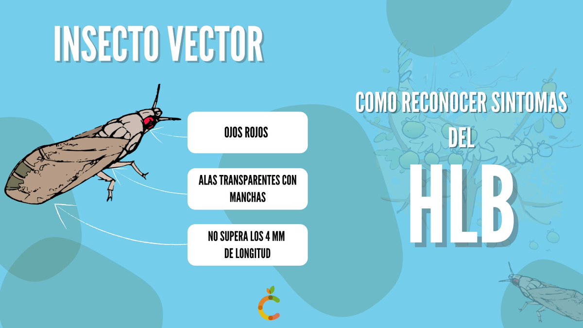 federcitrus's tweet photo. ➡️ #HLB hablemos del #insectovector
✔️ Sus ojos son color rojo
✔️ No supera los 4mm de longitud
✔️ Su posición es de 45°

#Monitorea #Controlá #Denunciá
⚠️Tomemos conciencia: el #HLB no tiene cura. Nuestra producción puede verse perjudicada.
#noalHLB #cuidemosnuestroscitricos https://t.co/R9vkCBJWtf
