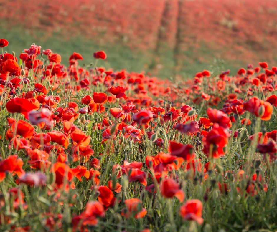 LindemannCareEd's tweet photo. “They shall grow not old, as we that are left grow old. Age shall not weary them, nor the years condemn. At the going down of the sun and in the morning, we will remember them.” 'For the Fallen' poem by Laurence Binyon.

#RemembranceDay #Armisticeday #November2021
#LestWeForget https://t.co/E04geHkfDW