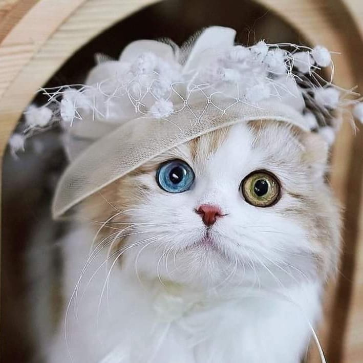 #catsitting #catsconnect #catsofinstgram #funnytexts #catsofgram #catsrequest #funnyvid #catsitter #funnyfails #funnyguy #funnyvideosdaily #cats_today #funnyboy #funnypets #catsinstagram #intags #cats_features #catsleeping #cats_of_the_world #funnyasf #catsarethebest