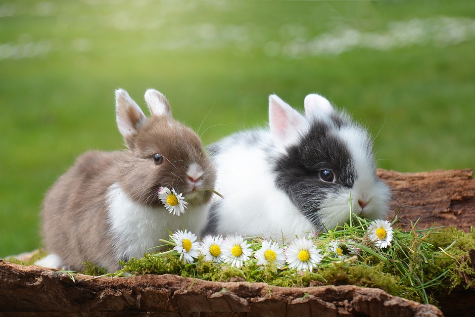RabbitEveryHour's tweet photo. https://t.co/fcWa0dVLtq