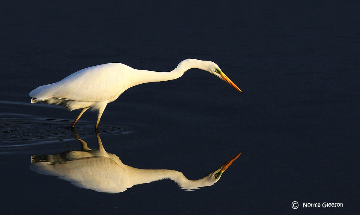 The great White Egret at Timoleague this afternoon.