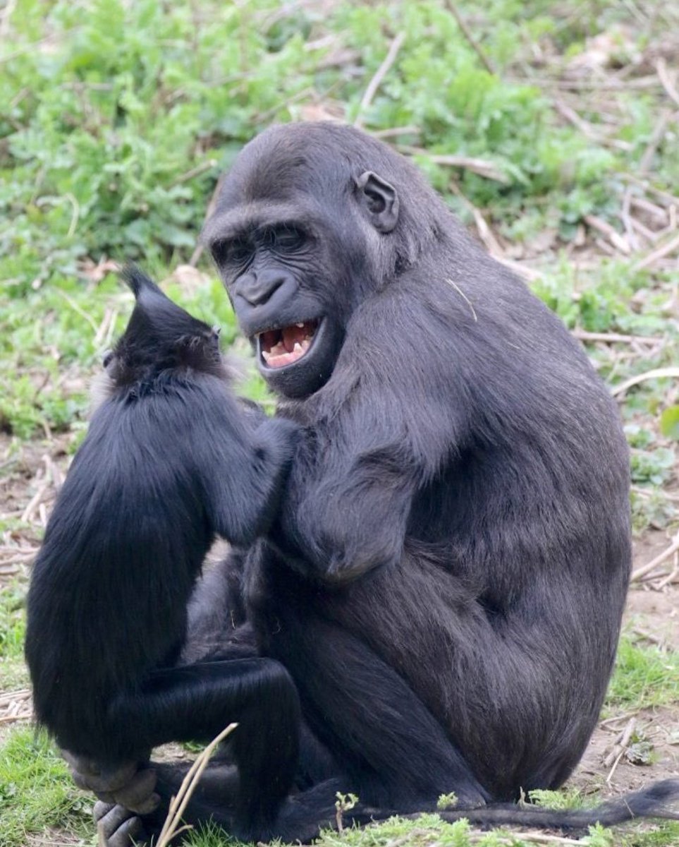 PrimatesDaily's tweet photo. Primates gotta stick together https://t.co/A8yld7bWDJ