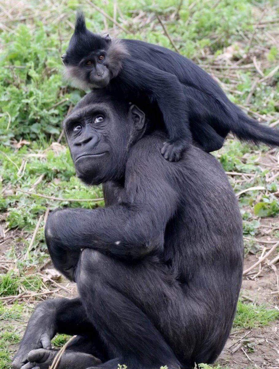 PrimatesDaily's tweet photo. Primates gotta stick together https://t.co/A8yld7bWDJ
