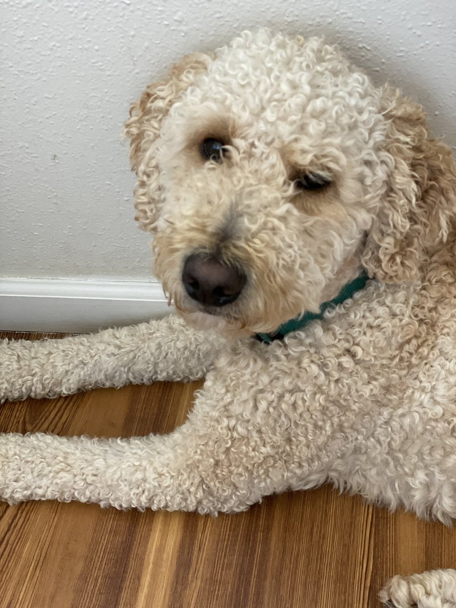 Sam61714's tweet photo. @SwingPony Cutest Puppachino in all the lands https://t.co/EYBpwK8GZa