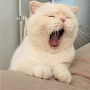 Obsessed with cats (@catssobsessed) on Twitter photo 