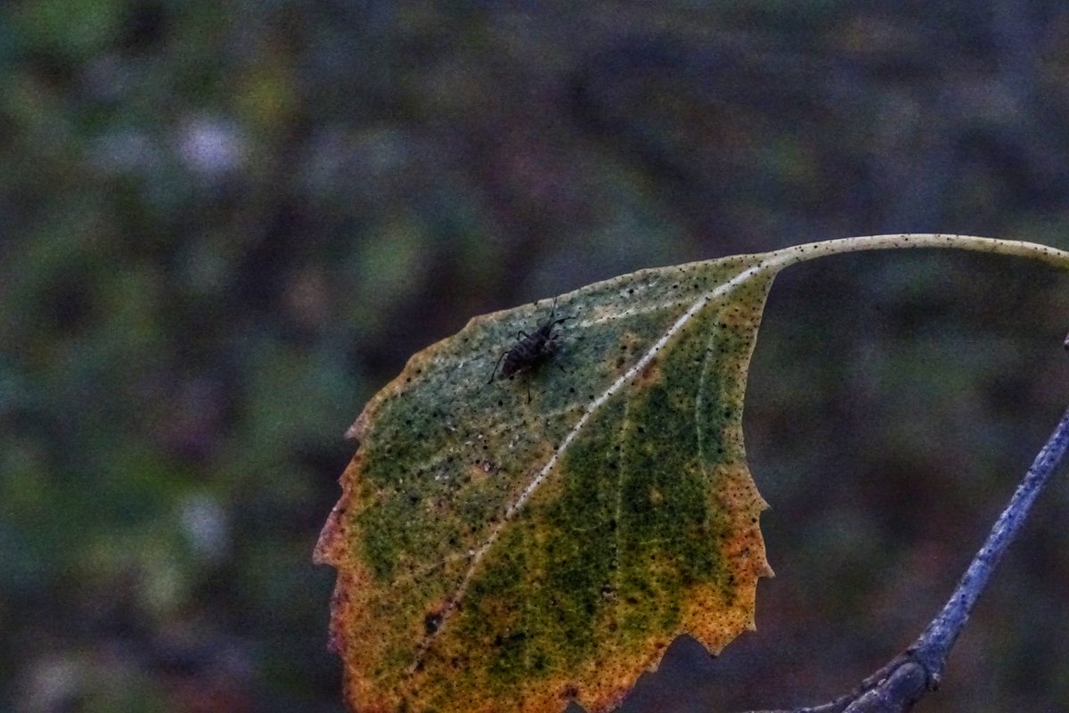 Elciapelciaba's tweet image. #liść jesienny opowiedział...
#📸cyk