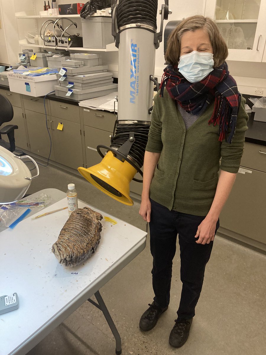 jasscn's tweet photo. Just stopped down to have a look at the mammoth molar cast that Alison is putting the final touches on! We have a crazy good conservation team @RoyalAlberta! #iceageAB As an aside, it’s really amazing to me how many times I can take a photo while someone is blinking. https://t.co/KvLU4VGYji