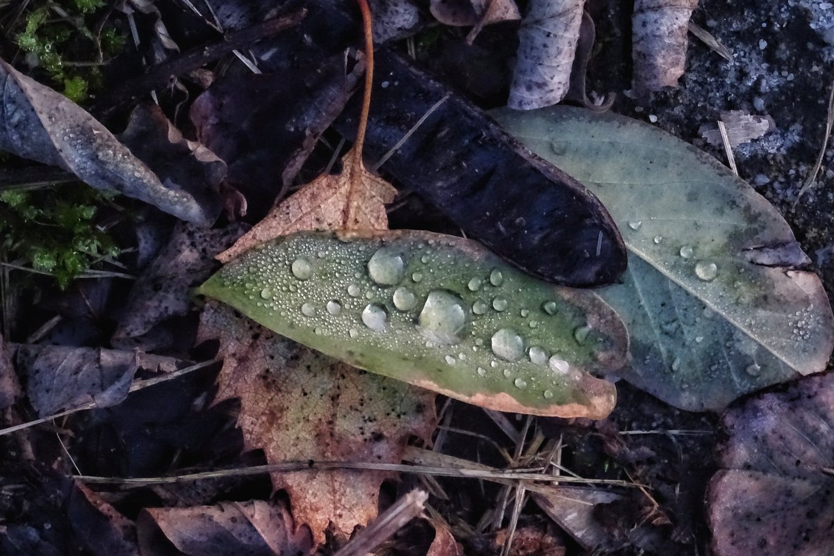 Elciapelciaba's tweet image. #liść jesienny opowiedział...
#📸cyk