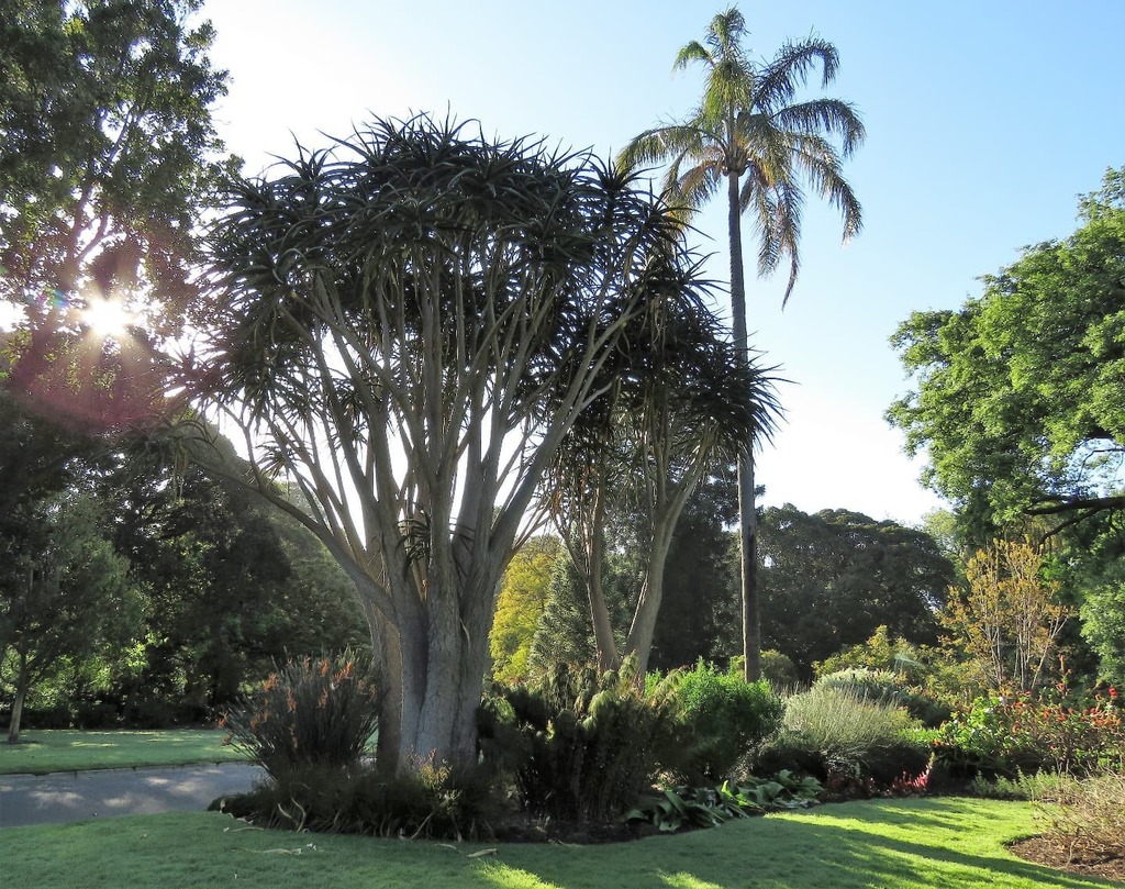 RBG_Victoria's tweet photo. Morning sun through South African collection
Daily photo by @TimEntwisle #PassionForPlants #MelbourneGardens #RoyalBotanicGardensVictoria #plants #garden #gardenplants #botanicalphotography #gardenflowers #flowers #botanicgardens #sprummer #spring (In… https://t.co/NtArj0xu0l https://t.co/K8Zw0HrqSX