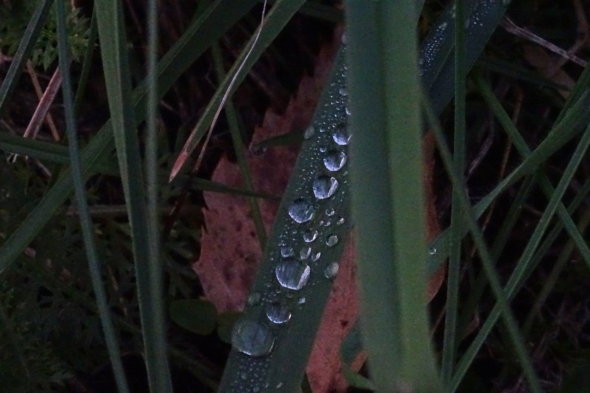 Elciapelciaba's tweet image. #liść jesienny opowiedział...
#📸cyk