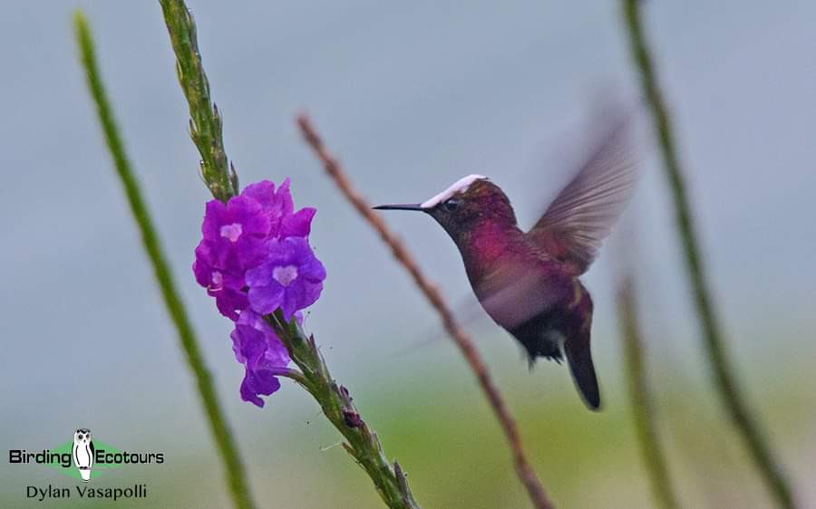 BirdingEcotours's tweet photo. With its deep purple body and shinning white cap, the male Snowcap is an adorable and unique tiny hummingbird, ranging from Honduras and Nicaragua to Costa Rica and Western Panama. The unmistakable male is one of the most desired species for those who visit Costa Rica. https://t.co/4S8uGu9UcQ