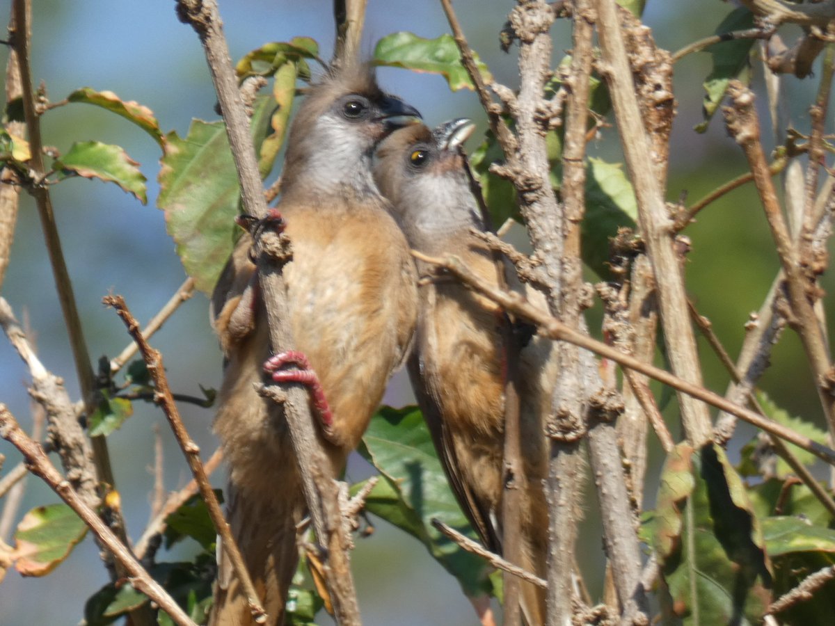 kumikokomatsuba's tweet photo. #speckledmousebird #mousebird #チャイロネズミドリ #ネズミドリ #birding in my yard #birdingafrica #birdwatching #birds #birdlover #birdpair #lilongwe #malawi #africa #バードウォッチング #野鳥 #野鳥撮影 #鳥 #鳥好き #リロングウェ #マラウイ #アフリカ https://t.co/cpicRQR8ru