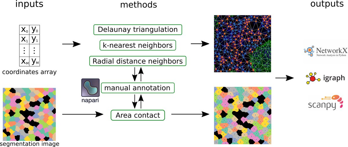 AlexisCoullomb's tweet photo. Accurate spatial network reconstruction can be tricky, time consuming, and hard to correct. Well…  not anymore! :-) 
tysserand allows you to reconstruct spatial networks with high speed and accuracy, and to interactively curate the resulting networks. 1/
https://t.co/OLtSCJYOTA https://t.co/j3f1HuqK5e