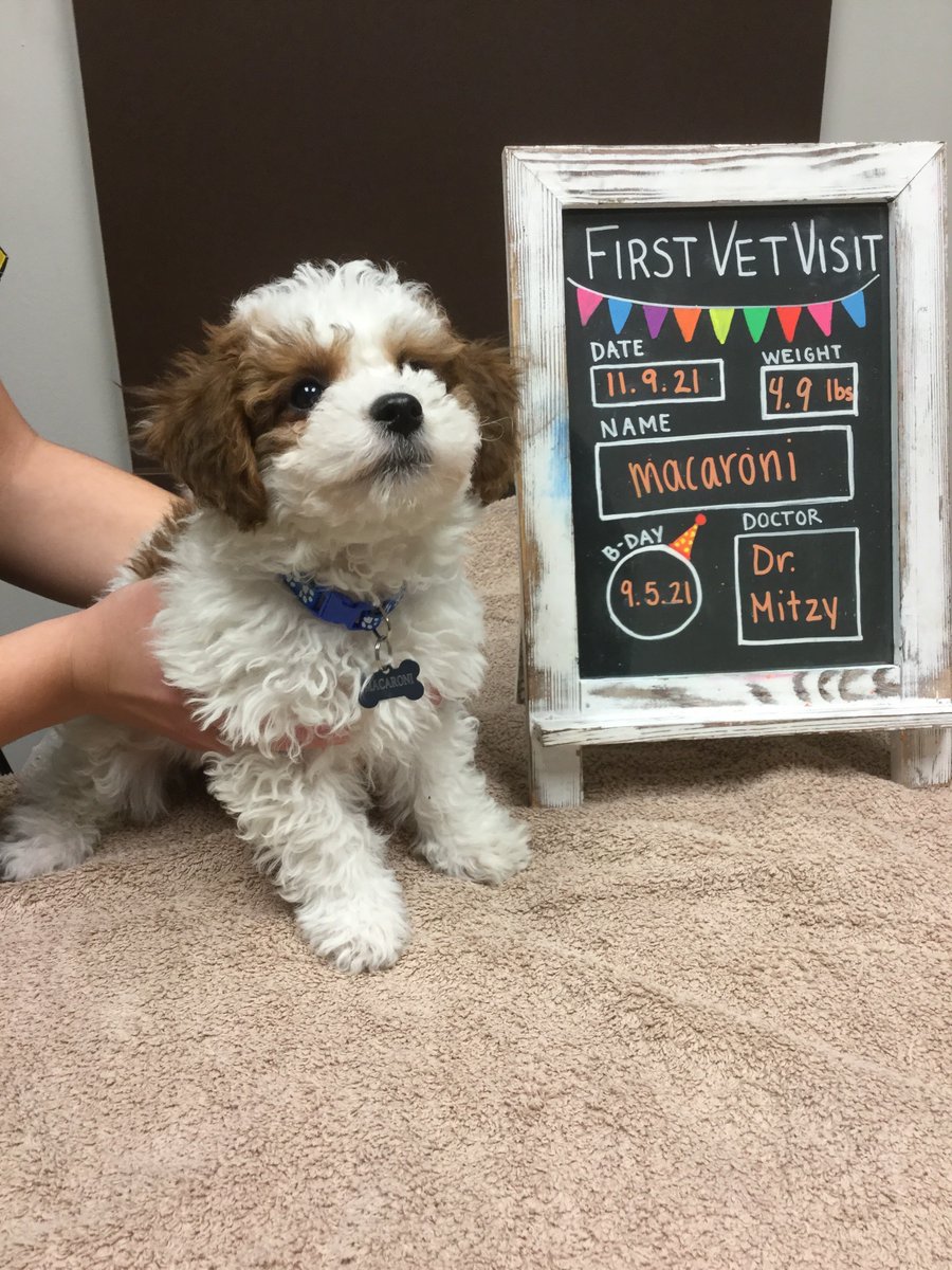 BartelsBusack's tweet photo. Happy Wet Nose Wednesday! #FirstVetVisits #Goose #Sebastian #Macaroni #BraveKids https://t.co/R9jAYzf6uu