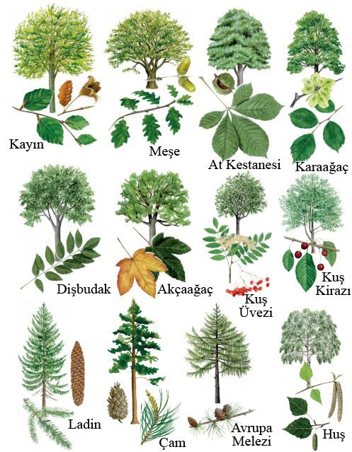 Ağaçları tanıyalım🌲🌳🌴🌿