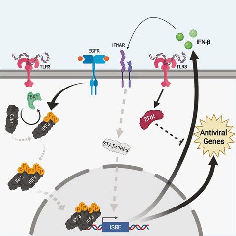 FEBS_Letters's tweet photo. 🖍Highlight from our latest issue
🚧MEK/ERK #MAPKinase limits antiviral #geneexpression downstream of TLR3 in #macrophages
🗒Study by @DrTMoore & team @BellevueU @unmc
➡https://t.co/O2WKJDXroC
#interferon #virology #immunesignaling #antiviralresponse #viralinfection #MAPK https://t.co/RPe6j98eSw