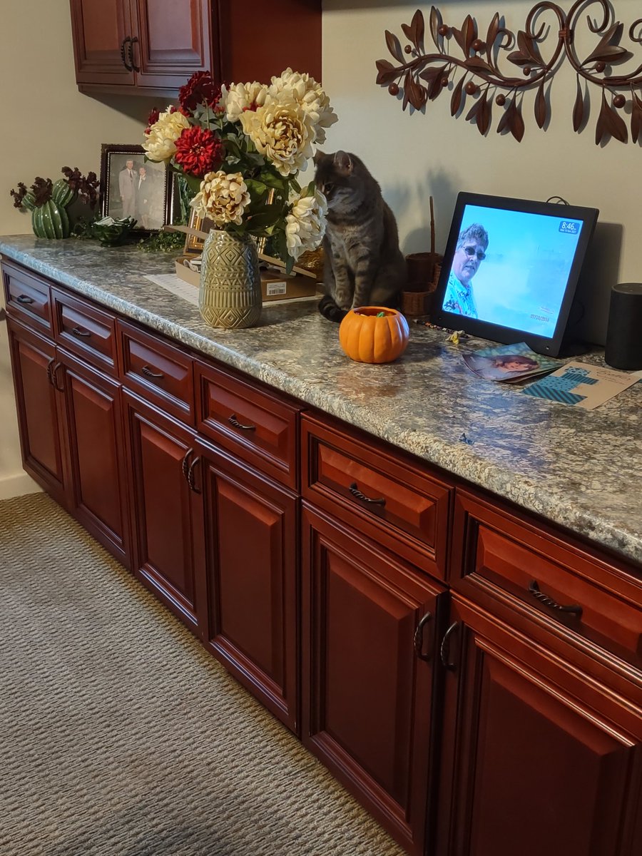 NotNowMkay's tweet photo. They'll never find me here #StealthCat https://t.co/RPj95QxmEo