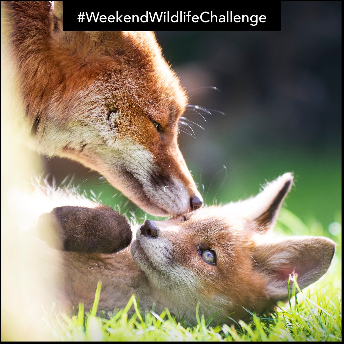 wildlifeaid's tweet photo. We had a fantastic response to our #WeekendWildlifeChallenge last week!
This week, our theme is FAMILY. Species doesn't matter, but please keep the theme in mind!
As always, please leave your entries as a reply to this tweet and we will feature a selection on Monday. https://t.co/7i1M5pPV9m