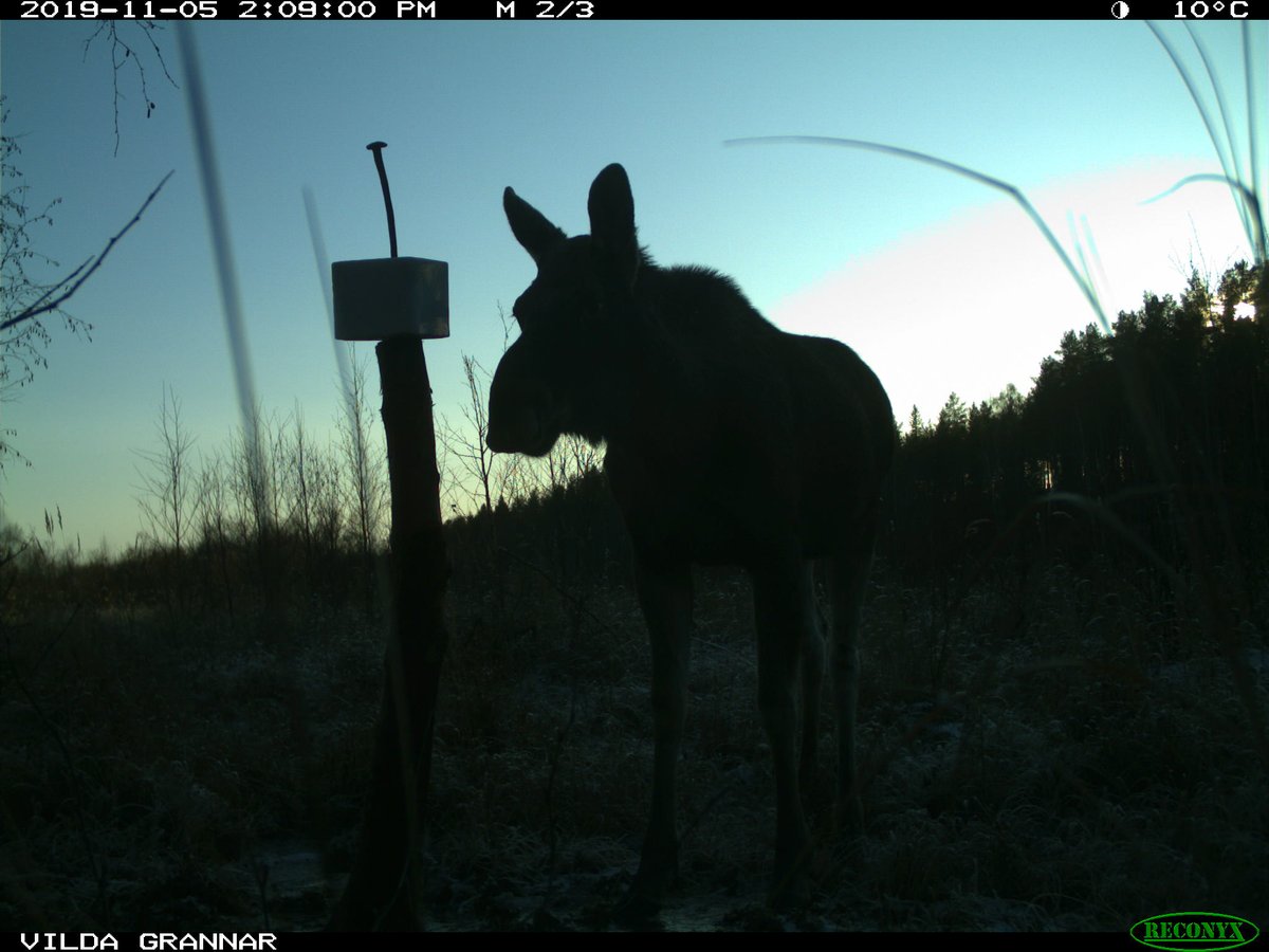 Five more days to apply to become a system developer for our new ViltBild program, a collaboration between <a href="/Jagareforbundet/">Jägareförbundet</a> and <a href="/SLUwildresearch/">SLU Wild Research</a>. We will develop a #citsci platform to monitor Swedish wildlife <a href="/JorisCromsigt/">Joris Cromsigt</a> <a href="/WILDLABSNET/">WILDLABS Community</a> 

slu.se/om-slu/jobba-p…