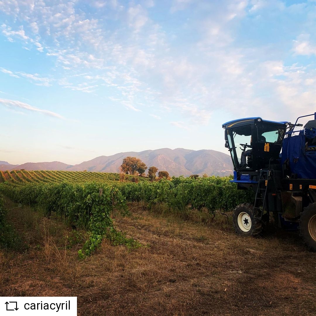 CaveAleria's tweet photo. Au cœur de ce vignoble historique, chaque parcelle est suivie tout au long de l’année par une équipe de professionnels pour réunir les meilleures conditions à l’élaboration de cuvées typiques de notre région.
#reservedupresident #vinsdecorse #corsicanwine #vineyard https://t.co/saNu56n3tZ