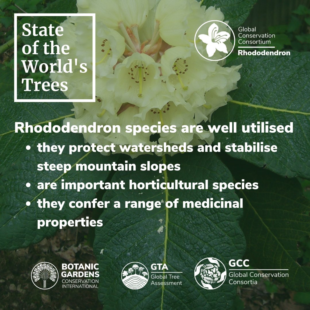 GTA_GTSG's tweet photo. Plants in the family Rhododendron can grow as trees or shrubs. 

According to @bgci #GlobalTreeSearch there are 245 Rhododendrons that are trees 🌳🌳🌳

All Rhododendrons have potential economic, social and ecological importance &amp; threatened species need our help in the wild. https://t.co/ozTTMLFOQc